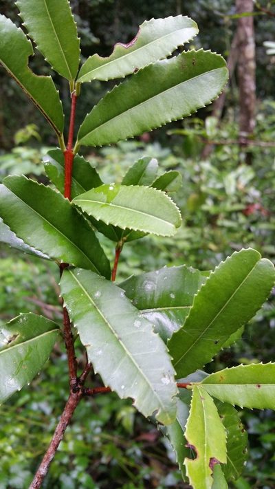 Brexiella ilicifolia, photographed by Stuart Cable