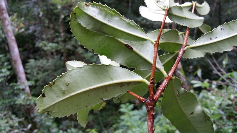 Brexiella ilicifolia, photographed by Stuart Cable