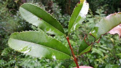 Brexiella ilicifolia, photographed by Stuart Cable