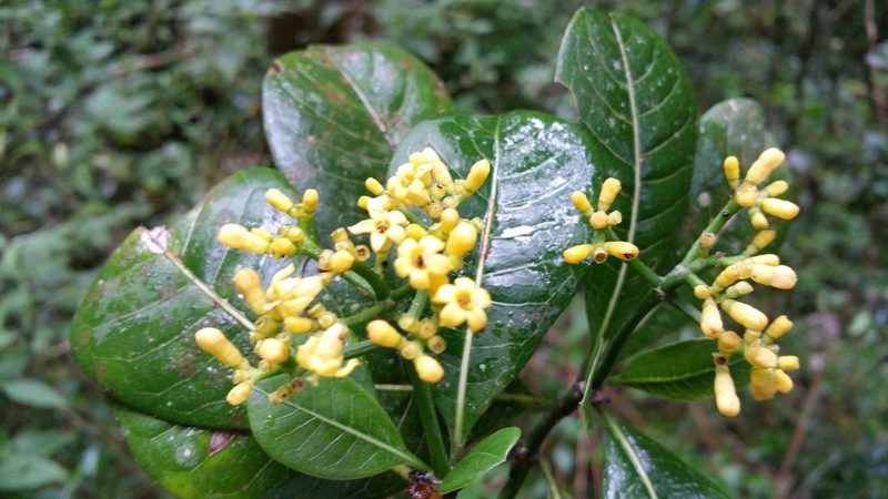Psychotria parkeri, photographed by Stuart Cable