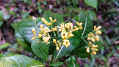 Psychotria parkeri, photographed by Stuart Cable
