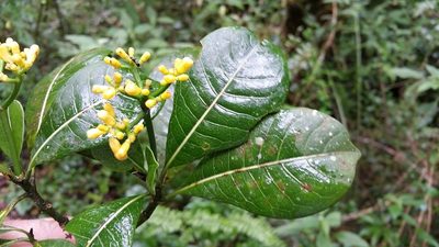 Psychotria parkeri, photographed by Stuart Cable