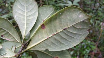 Psychotria parkeri, photographed by Stuart Cable