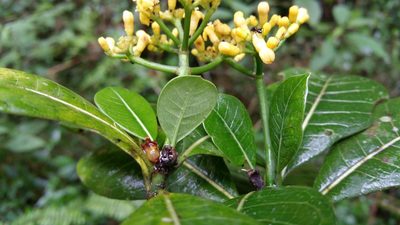 Psychotria parkeri, photographed by Stuart Cable