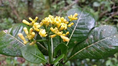 Psychotria parkeri, photographed by Stuart Cable