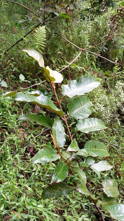 Harungana madagascariensis, photographed by Stuart Cable