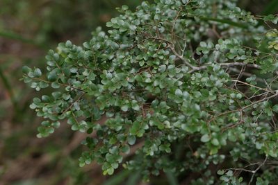 Leptolaena pauciflora, photographed by Stuart Cable