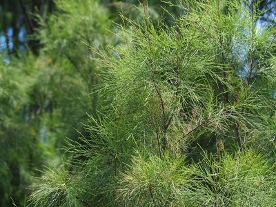 Tamarix aphylla, photographed by 葉子