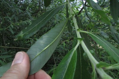 Salix gmelinii, photographed by Татьяна Горбушина