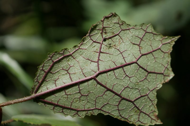 Laportea oligoloba, photographed by Stuart Cable