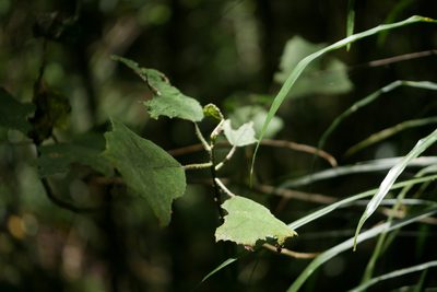 Laportea oligoloba, photographed by Stuart Cable