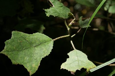 Laportea oligoloba, photographed by Stuart Cable