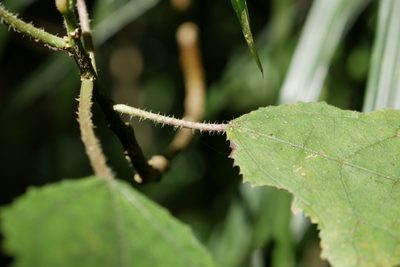Laportea oligoloba, photographed by Stuart Cable