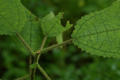 Laportea oligoloba, photographed by Stuart Cable