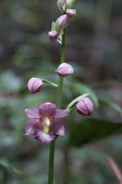Calanthe humblotii, photographed by Stuart Cable