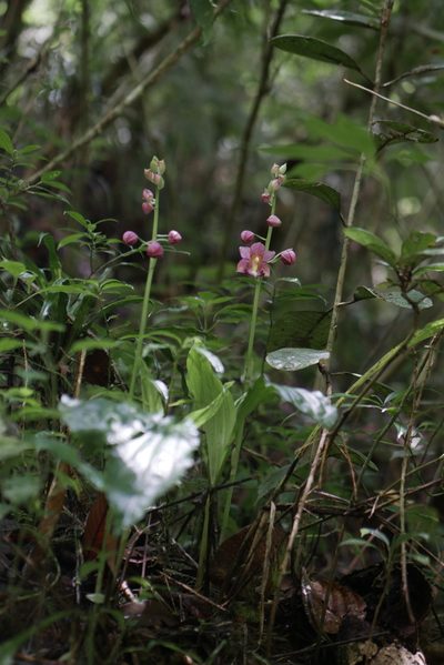 Calanthe humblotii, photographed by Stuart Cable