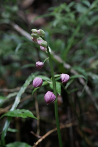 Calanthe humblotii, photographed by Stuart Cable
