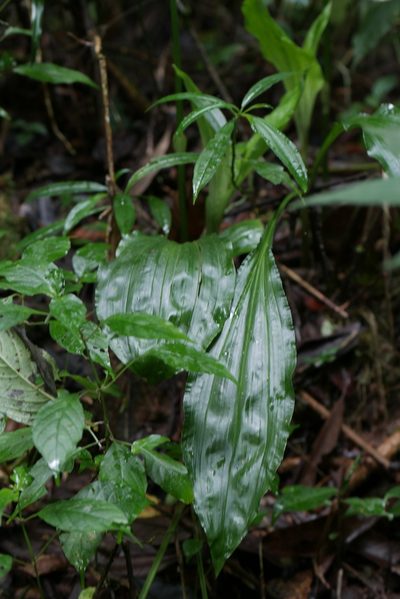 Calanthe humblotii, photographed by Stuart Cable