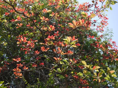 Terminalia bellirica, photographed by Dinesh Valke