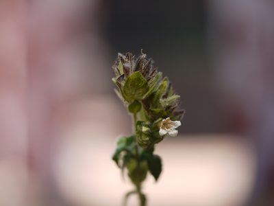 Lepidagathis fasciculata, photographed by Dinesh Valke