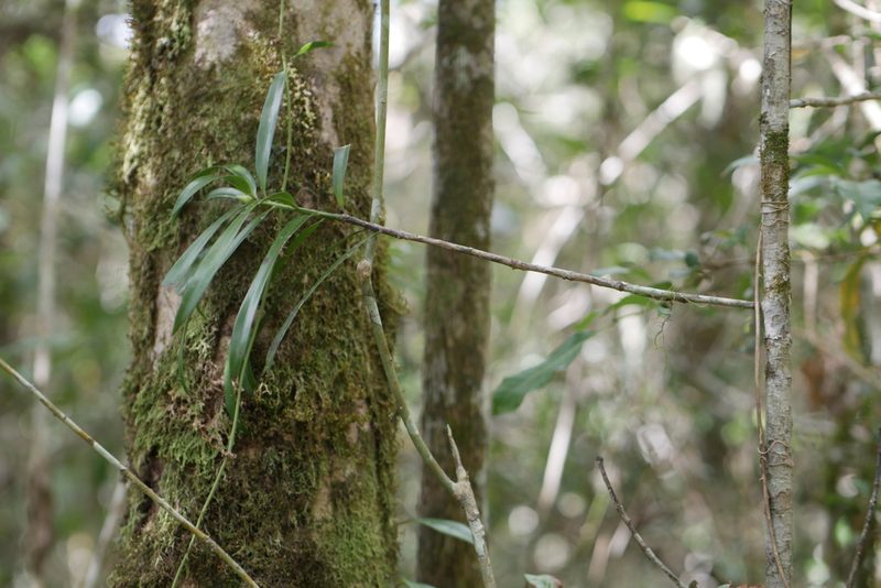 Podocarpus madagascariensis, photographed by Stuart Cable