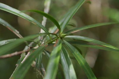 Podocarpus madagascariensis, photographed by Stuart Cable
