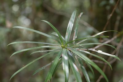 Podocarpus madagascariensis, photographed by Stuart Cable