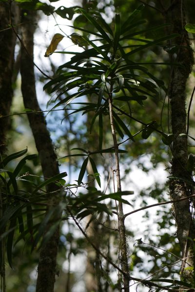 Podocarpus madagascariensis, photographed by Stuart Cable