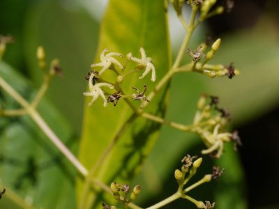 Anodendron parviflorum, photographed by Dinesh Valke