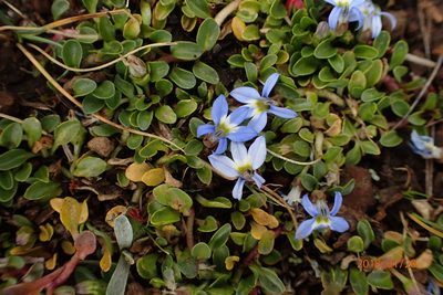 Lobelia galpinii, photographed by Peter Warren
