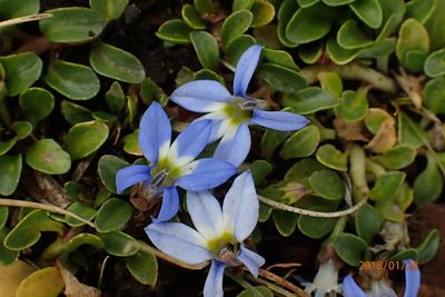 Lobelia galpinii, photographed by Peter Warren
