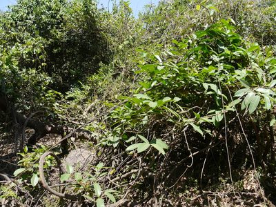 Anodendron parviflorum, photographed by Dinesh Valke