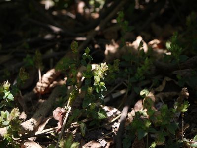 Lepidagathis fasciculata, photographed by Dinesh Valke
