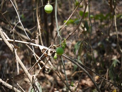 Adenia hondala, photographed by Dinesh Valke