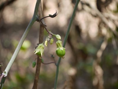 Adenia hondala, photographed by Dinesh Valke