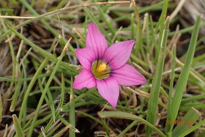 Romulea camerooniana, photographed by Peter Warren