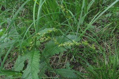 Carex elongata, photographed by Татьяна Горбушина
