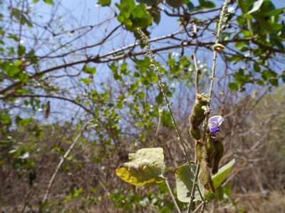 Pueraria tuberosa, photographed by Dinesh Valke