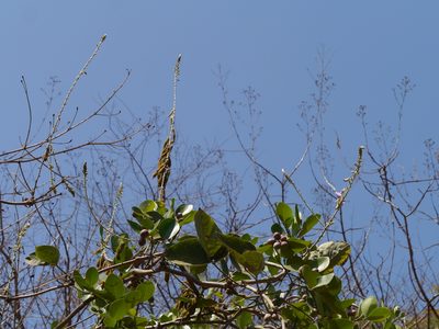 Pueraria tuberosa, photographed by Dinesh Valke
