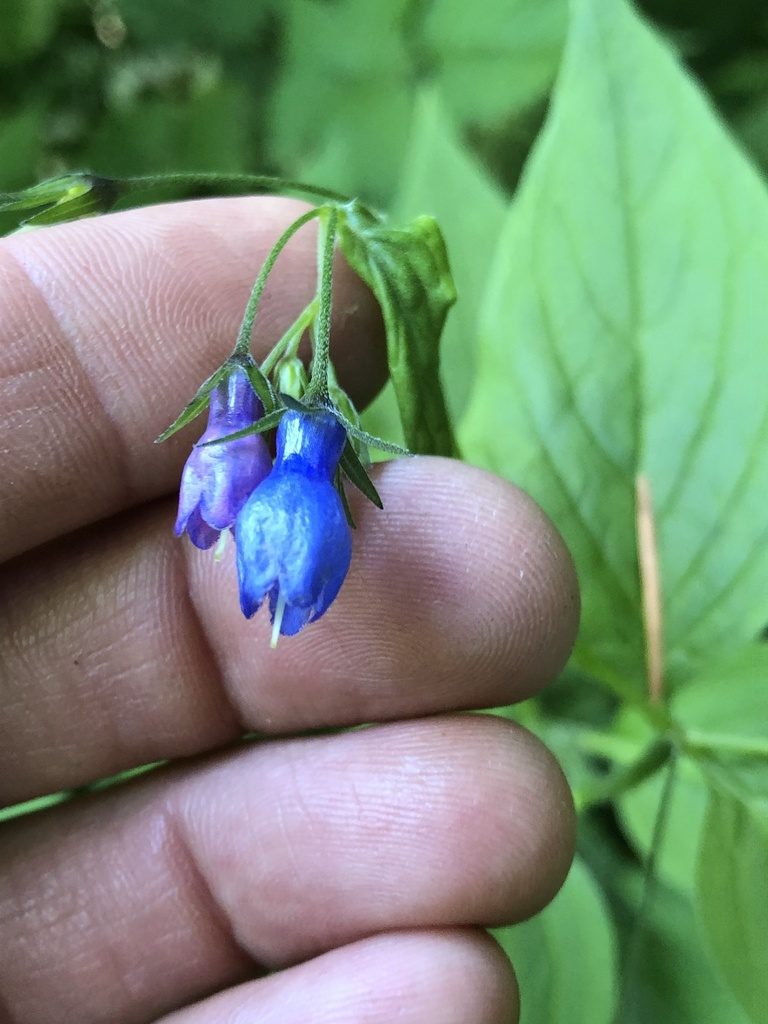 Mertensia platyphylla, photographed by Tom Erler