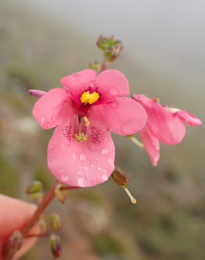 Diascia cordata, photographed by Peter Warren