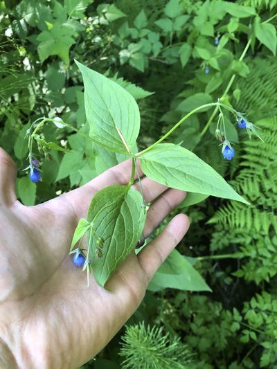 Mertensia platyphylla, photographed by Tom Erler