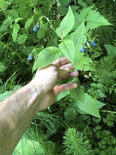 Mertensia platyphylla, photographed by Tom Erler