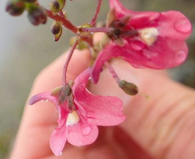 Diascia cordata, photographed by Peter Warren