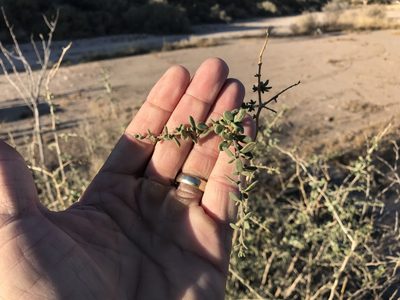 Lycium exsertum, photographed by CK2AZ