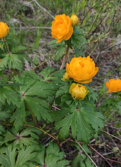 Trollius kytmanovii, photographed by Юлия