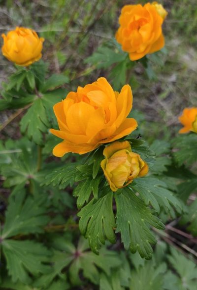 Trollius kytmanovii, photographed by Юлия