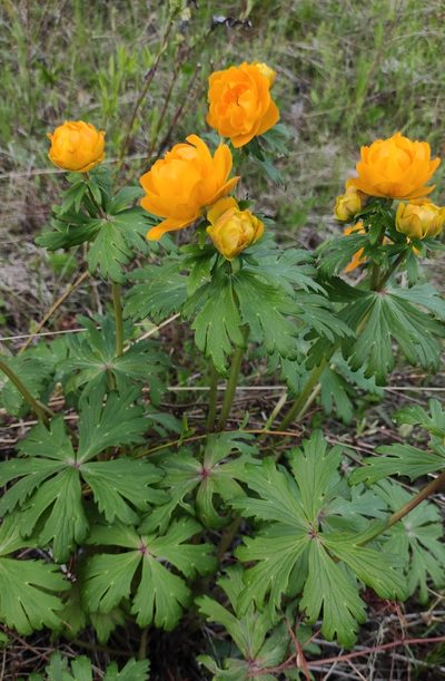 Trollius kytmanovii, photographed by Юлия