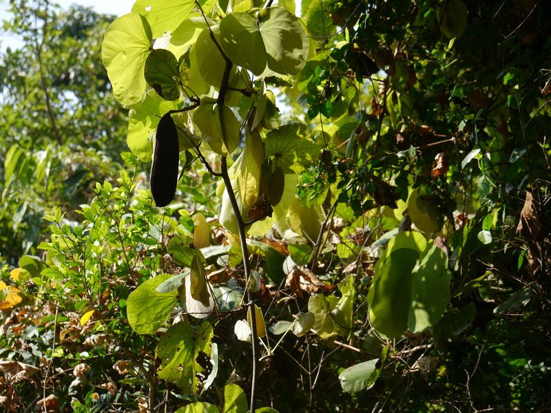 Phanera vahlii, photographed by Dinesh Valke