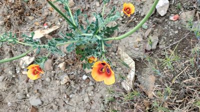 Glaucium corniculatum, photographed by Viola Alekseeva